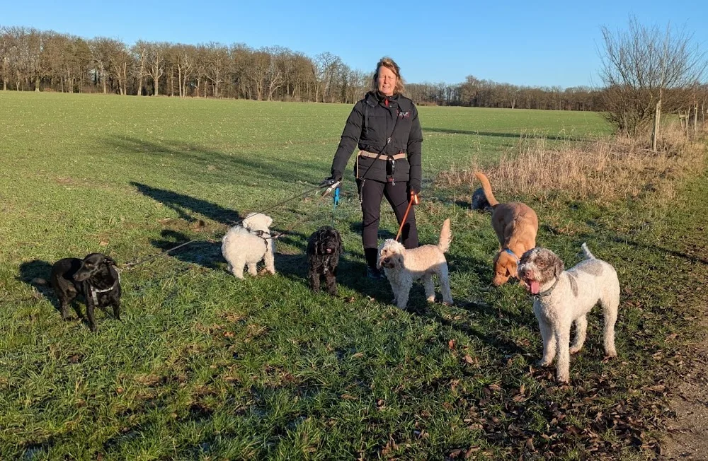 Monis Hundepension - Lower Saxony pet otel görseli 2