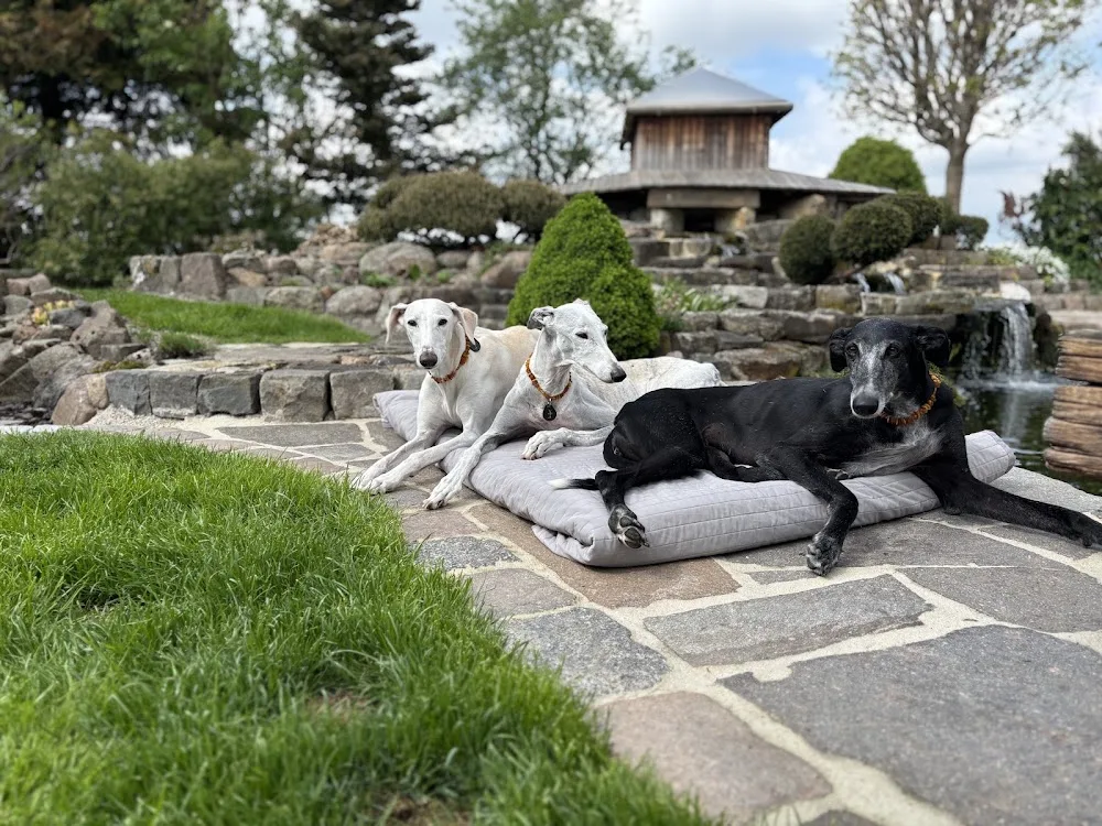 Monis Hundepension - Lower Saxony pet otel görseli 3