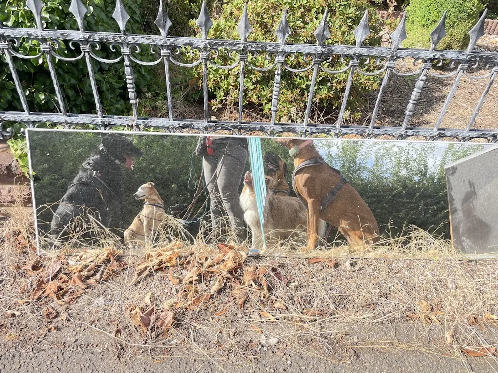 Tierbetreuung für Hunde | Maulkorbberatung - Lower Saxony pet otel