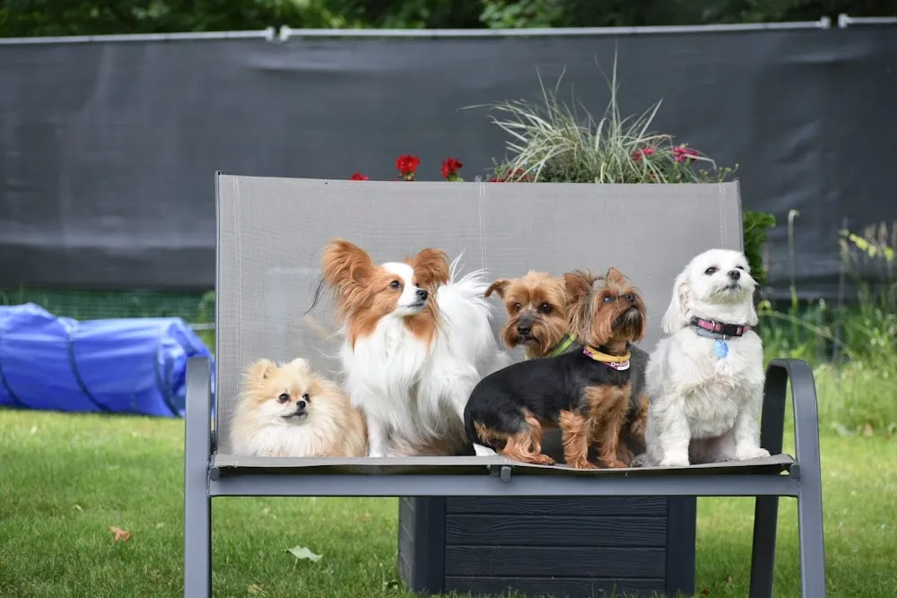 Domowy hotelik dla psów, malych ras DOG HOLIDAY - Lower Silesia pet otel