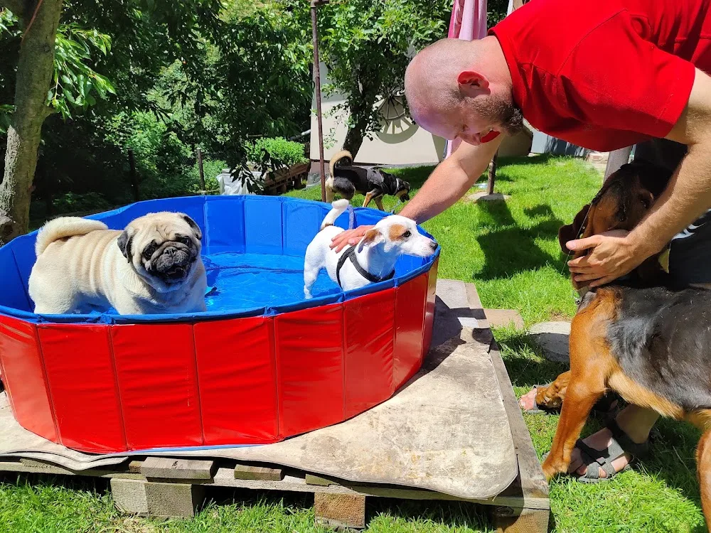 Hotel dla psów i zwierząt - AMIGO - Lower Silesia pet otel görseli 3