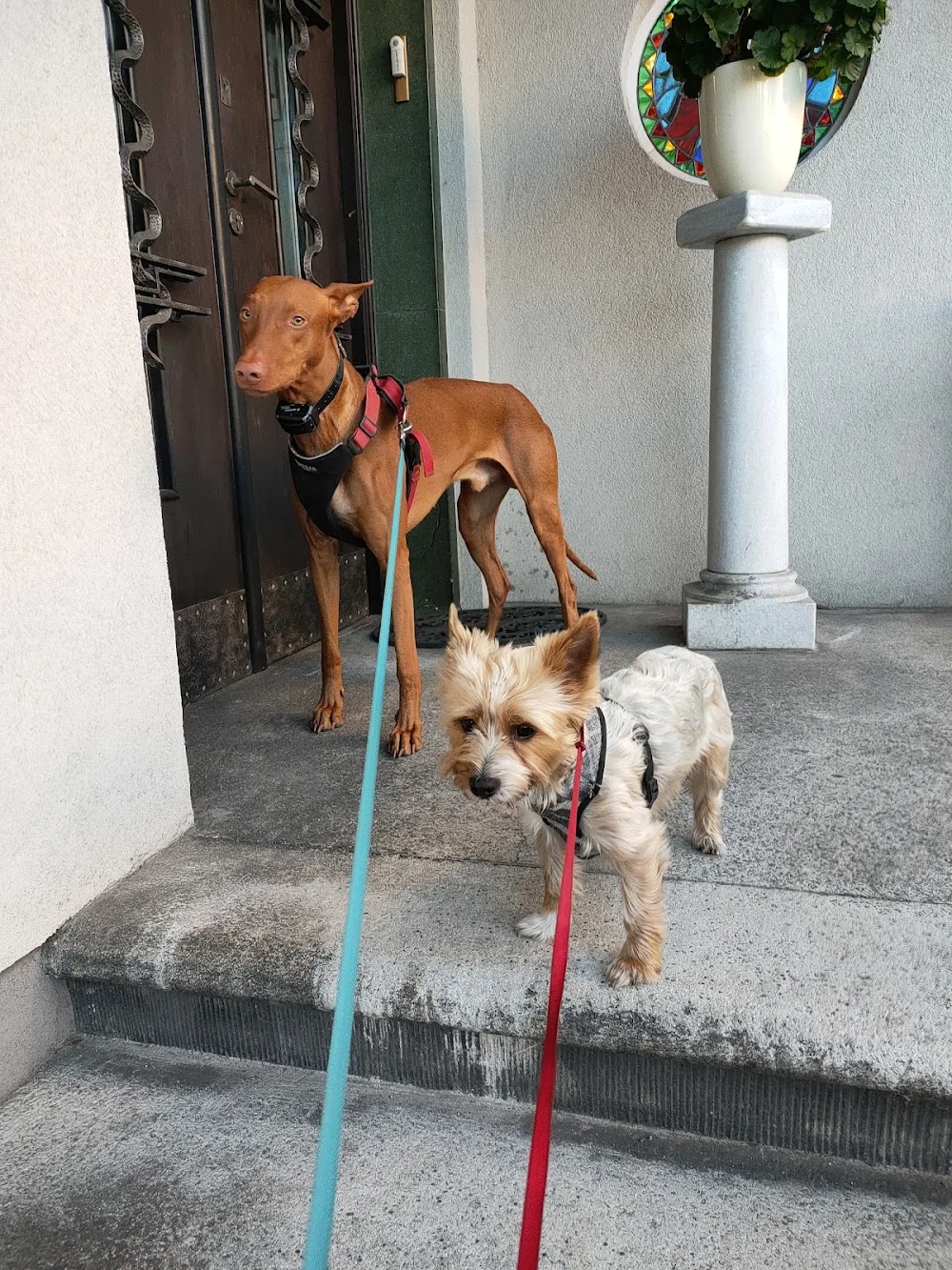 Na psiej ziemi - domowy hotel dla psów, szkolenie psów, petsitter, opieka nad psem, spacery - Lower Silesia pet otel görseli 2