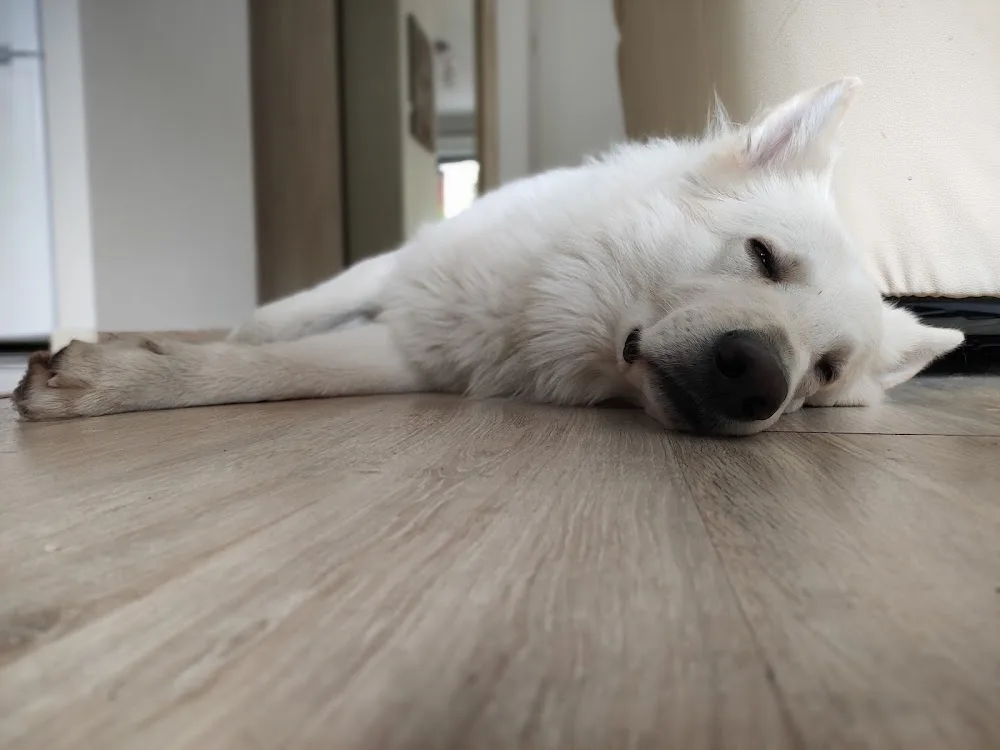 Na psiej ziemi - domowy hotel dla psów, szkolenie psów, petsitter, opieka nad psem, spacery - Lower Silesia pet otel görseli 3