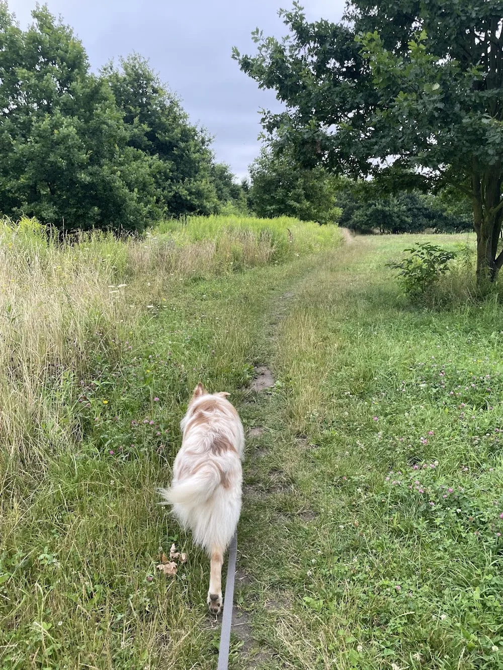 Petsitter Psi Trener - domowy hotel dla psów - Lower Silesia pet otel görseli 2