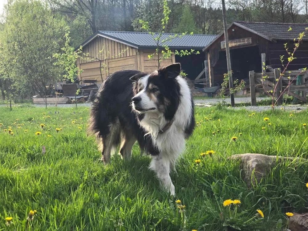 Petsitter Psi Trener - domowy hotel dla psów - Lower Silesia pet otel görseli 3
