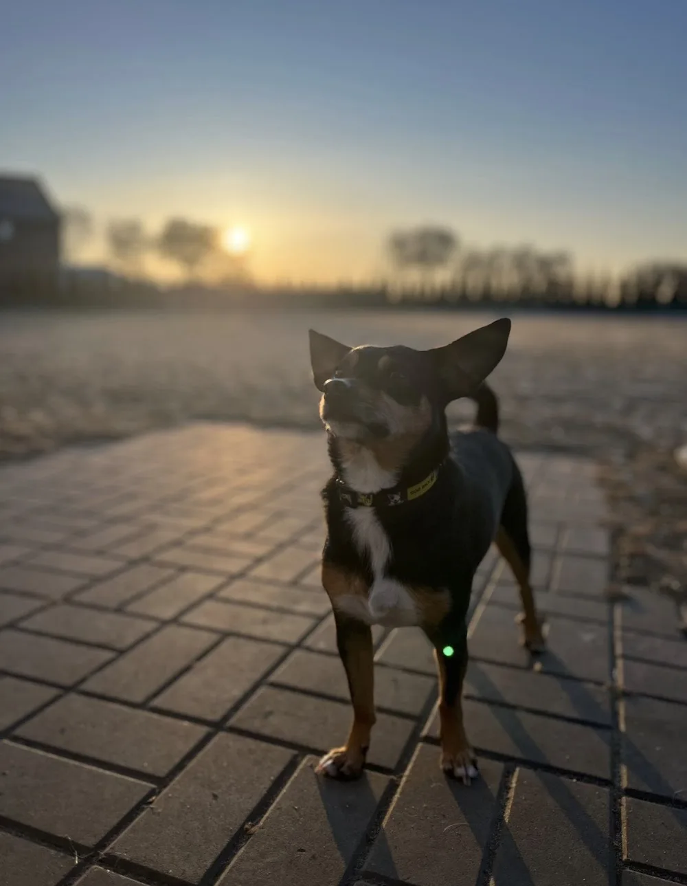 PSYtulmy hotel & spa dla zwierząt - Lower Silesia pet otel görseli 6