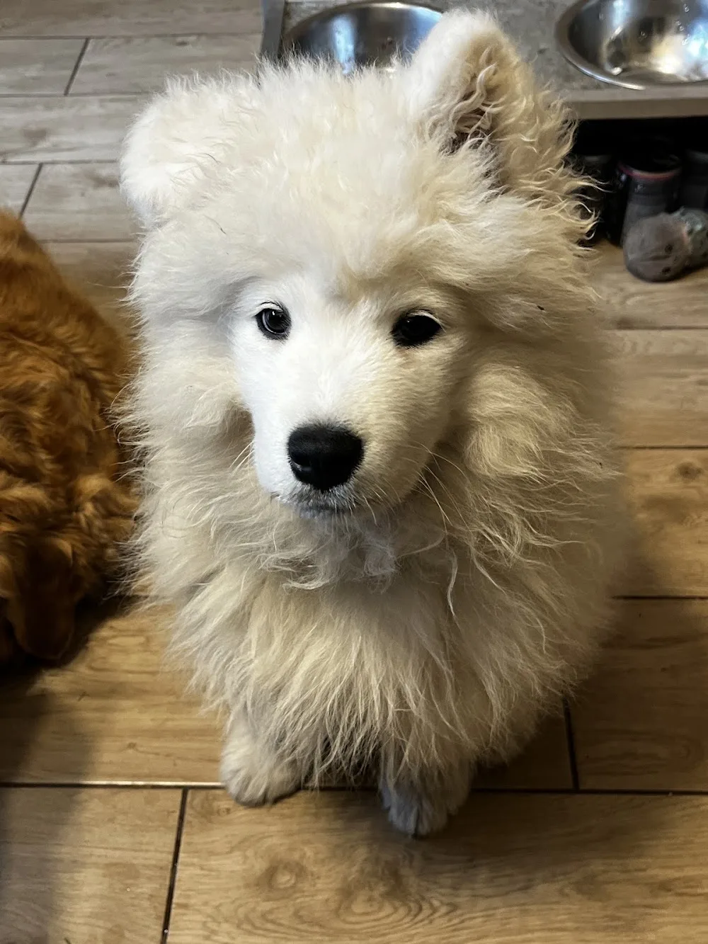 Samoyedowa Zagroda Hotel dla Zwierząt - Lower Silesia pet otel görseli 2