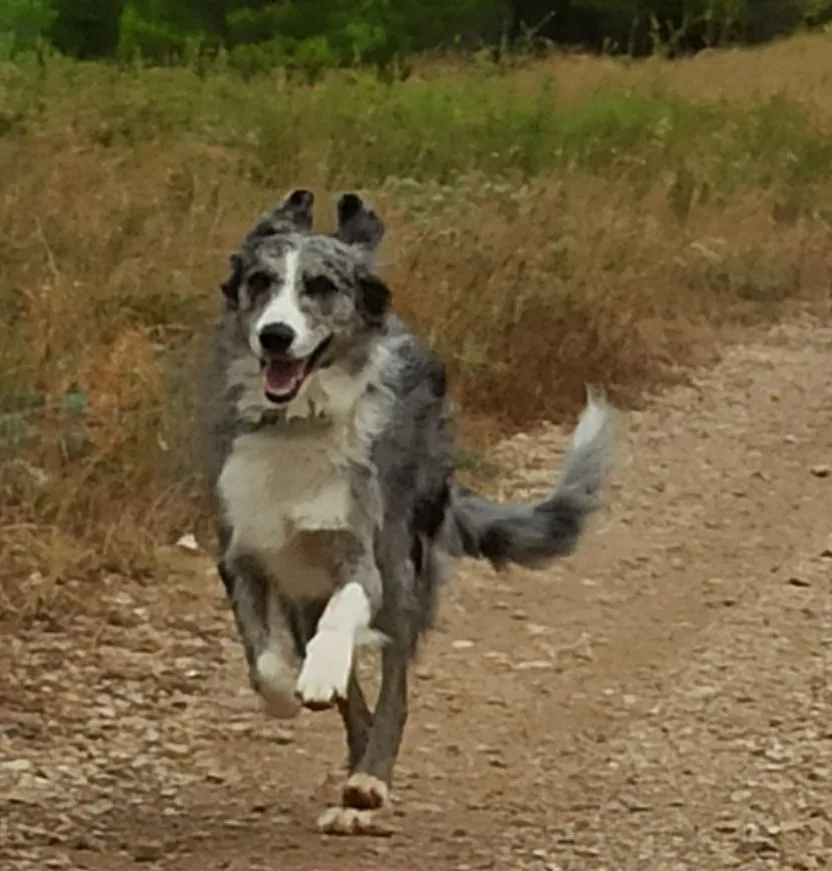 Pension Canine Familiale Comme Chez Vous - Lozère pet otel
