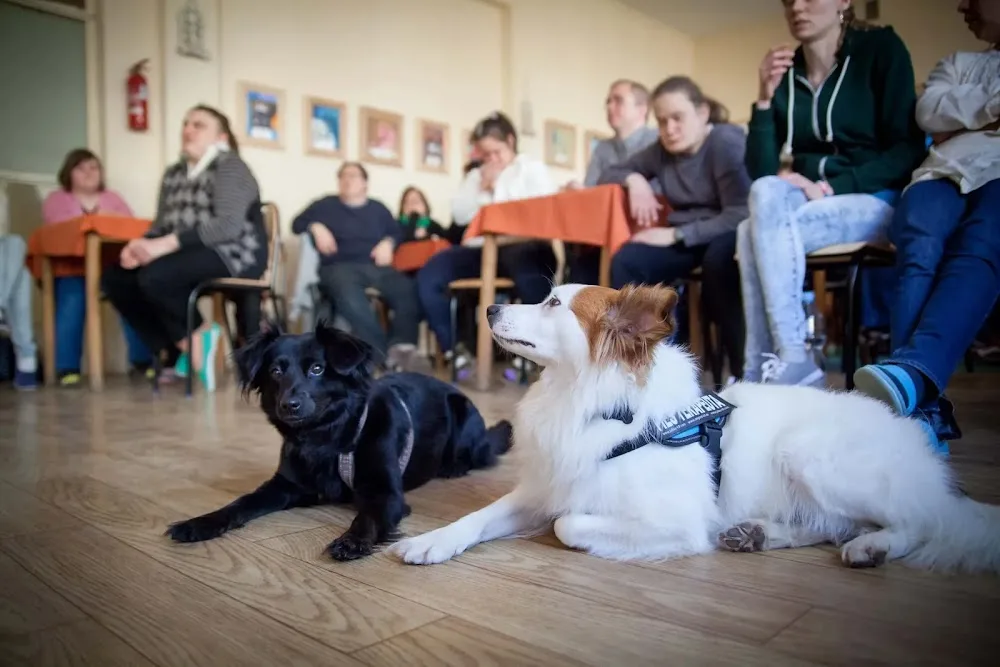 Dogoterapia Divio - Hotelik Dla Zwierząt Szkolenia dla psów i Pielęgnacja psów - Lublin pet otel görseli 6