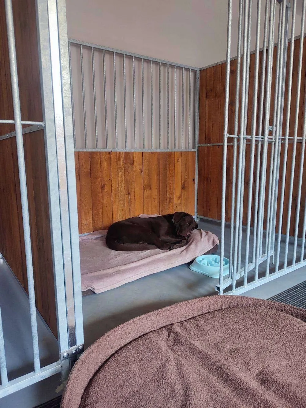 HOTEL DLA PSÓW - JA I TWÓJ PIES - Lublin pet otel görseli 6