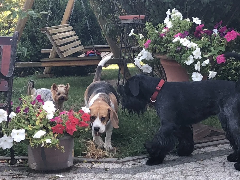 Hotel dla Zwierząt Domowych Bajka - Lubusz pet otel görseli 3