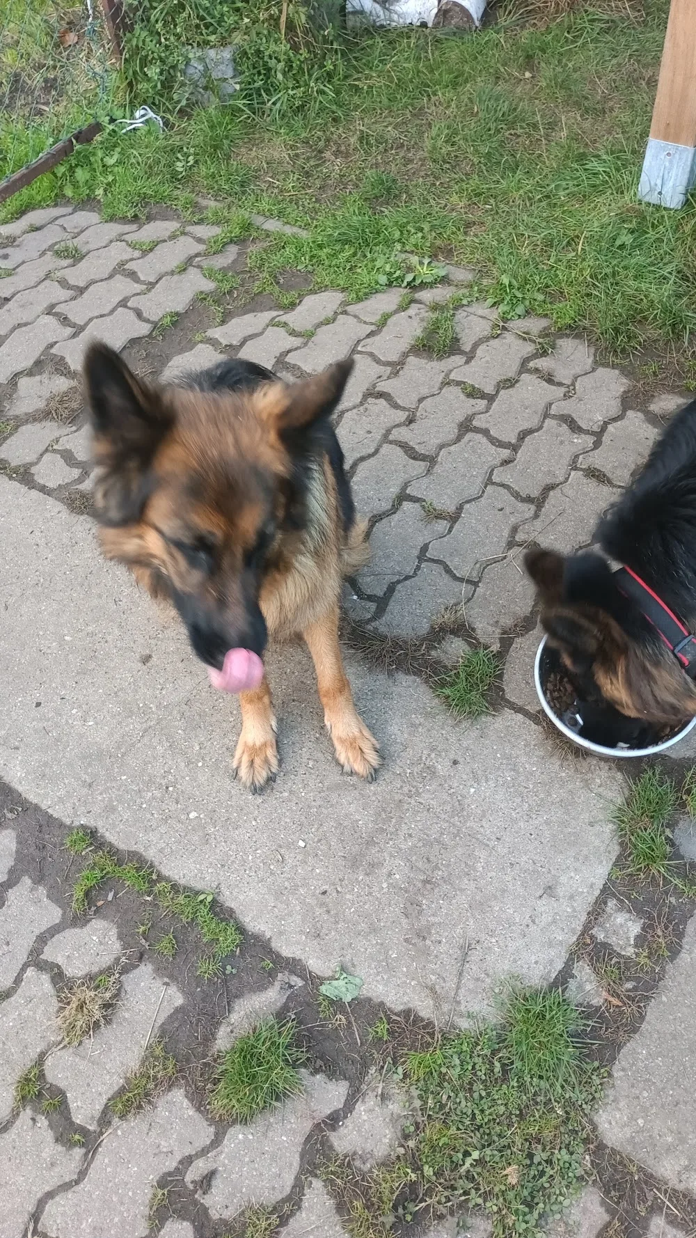 U Maxa Hotel dla zwierząt - Lubusz pet otel görseli 3