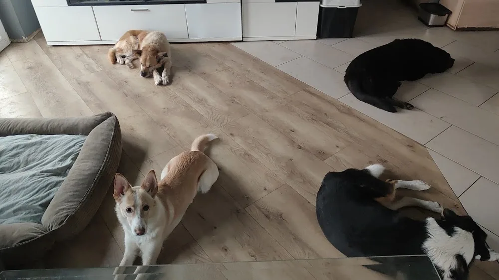 Zwierzęcy Raj - Hotel & Spa Dla Zwierząt - Lubusz pet otel