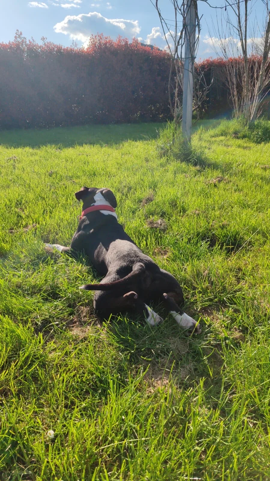 D'ariaDog Educatore Cinofilo a domicilio, Pensione Per Cani - Lucca pet otel