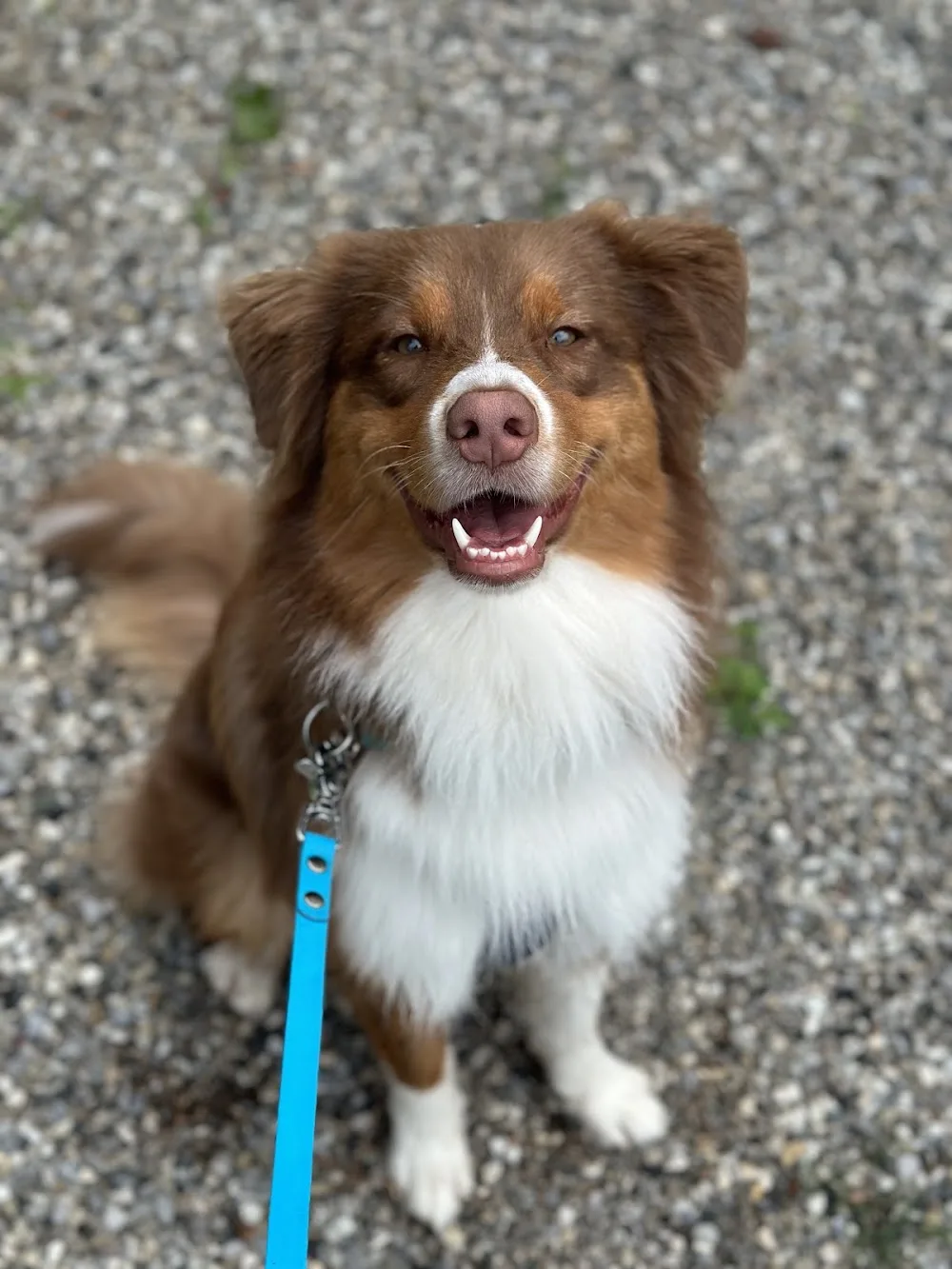 Il Campo Ranch Pensione per Cani - Lucca pet otel