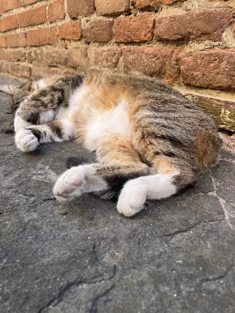 Li chatzy - Lucca pet otel
