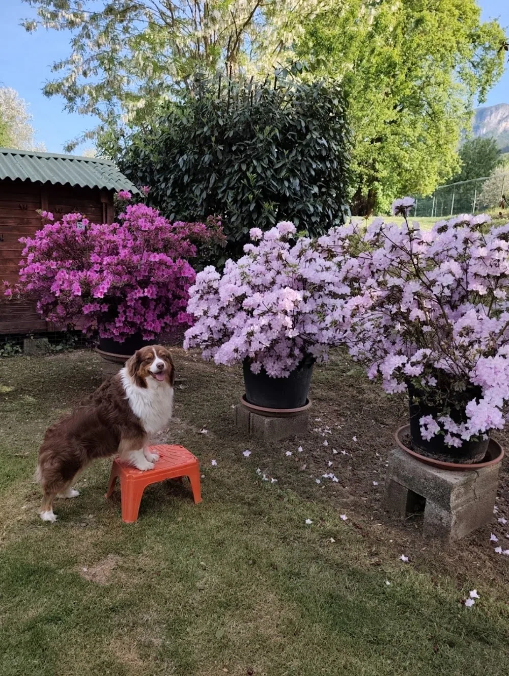 L'Oasi Dog Pensione per Cani - Lucca pet otel