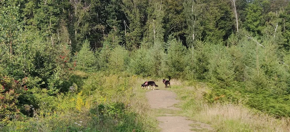 Chiens et Chevaux du Bois Bordia - Lucerne pet otel görseli 10