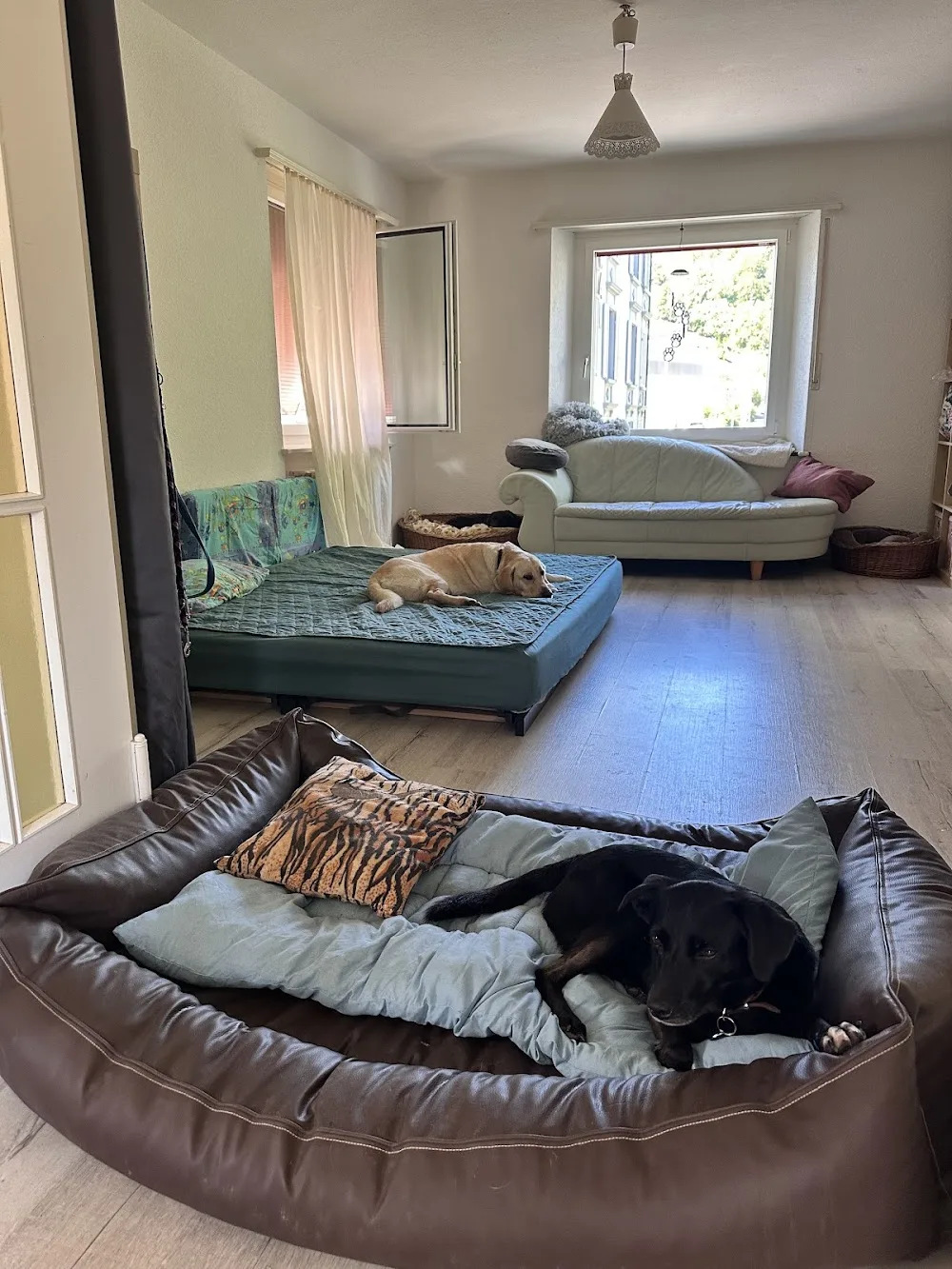 Erika‘s Hundebetreuung - Lucerne pet otel görseli 3