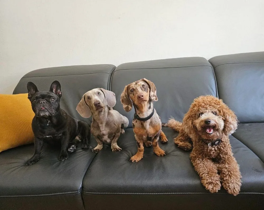 Hundebetreuung BelleVau Luzern - Lucerne pet otel