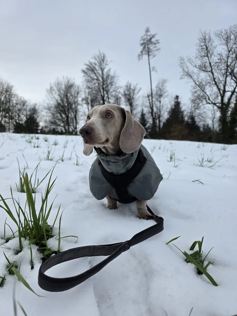 Hundebetreuung BelleVau Luzern - Lucerne pet otel görseli 3