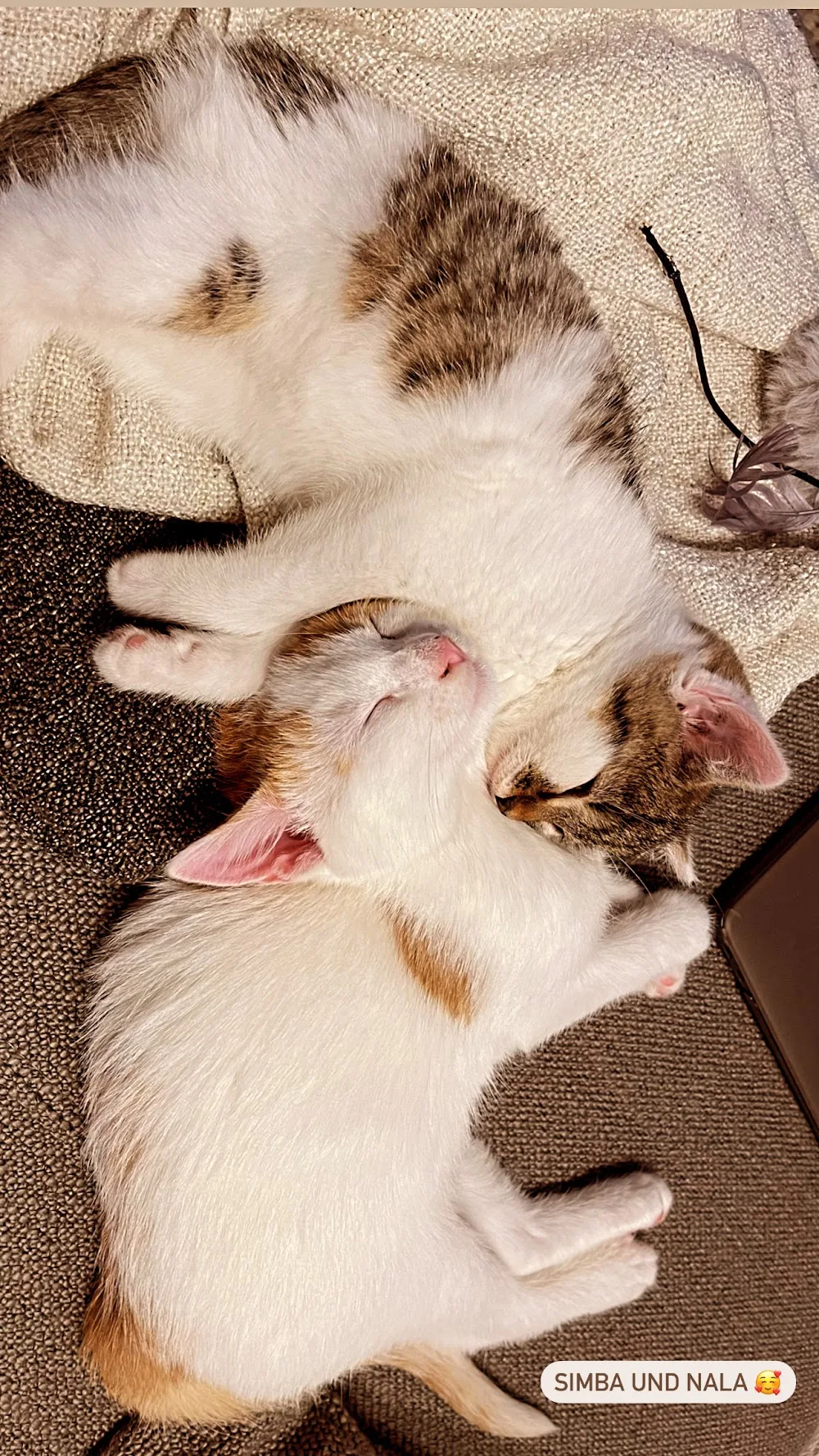 Katzenstube Emmen - Lucerne pet otel