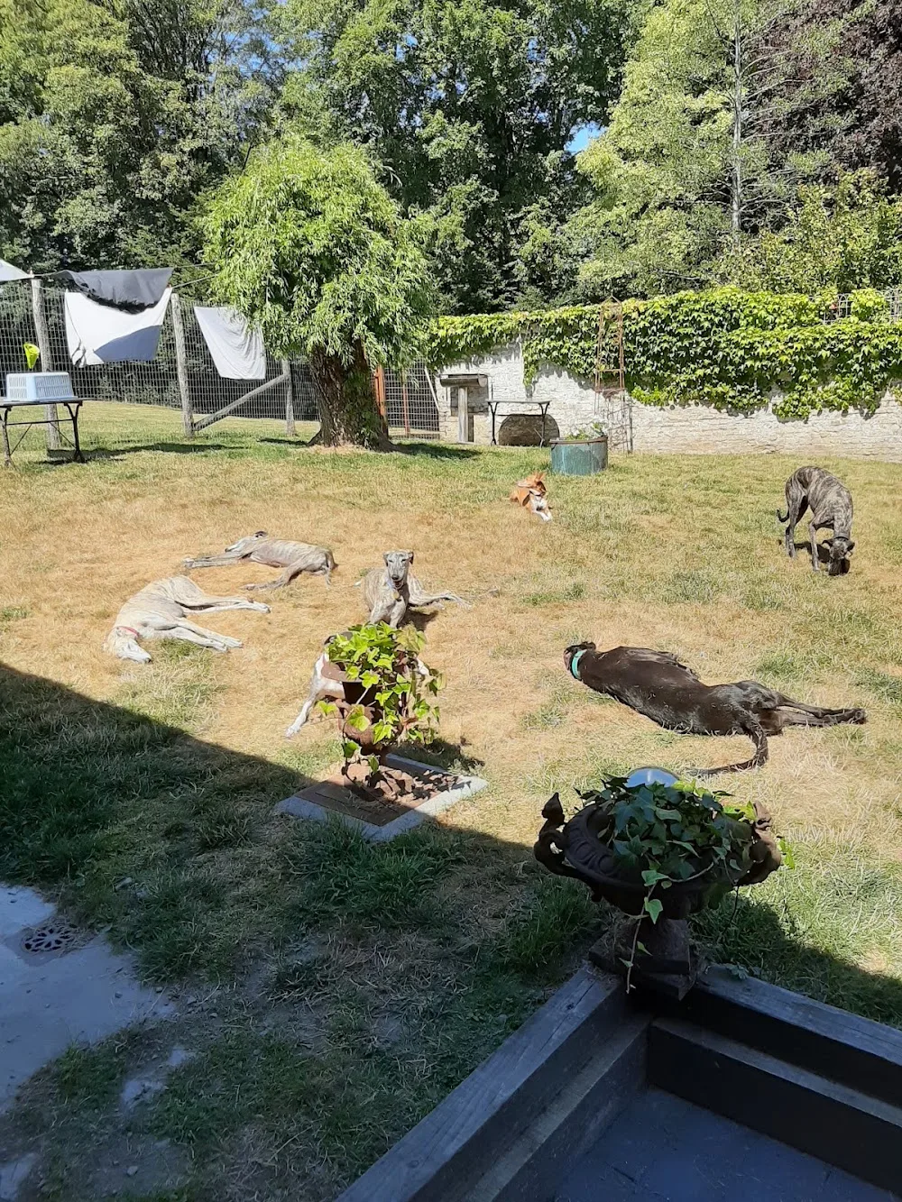 La maison du lévrier - Lucerne pet otel