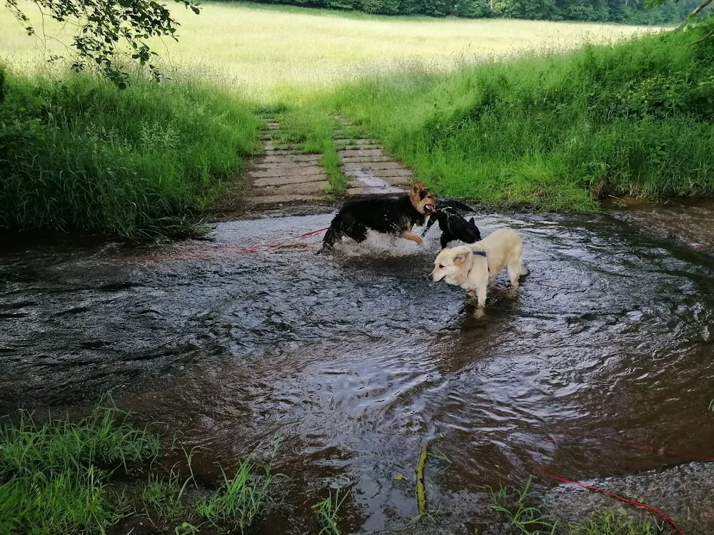 Kajsas Dog Lodge Hundezentrum Manja Leissner - Lucka pet otel görseli 7