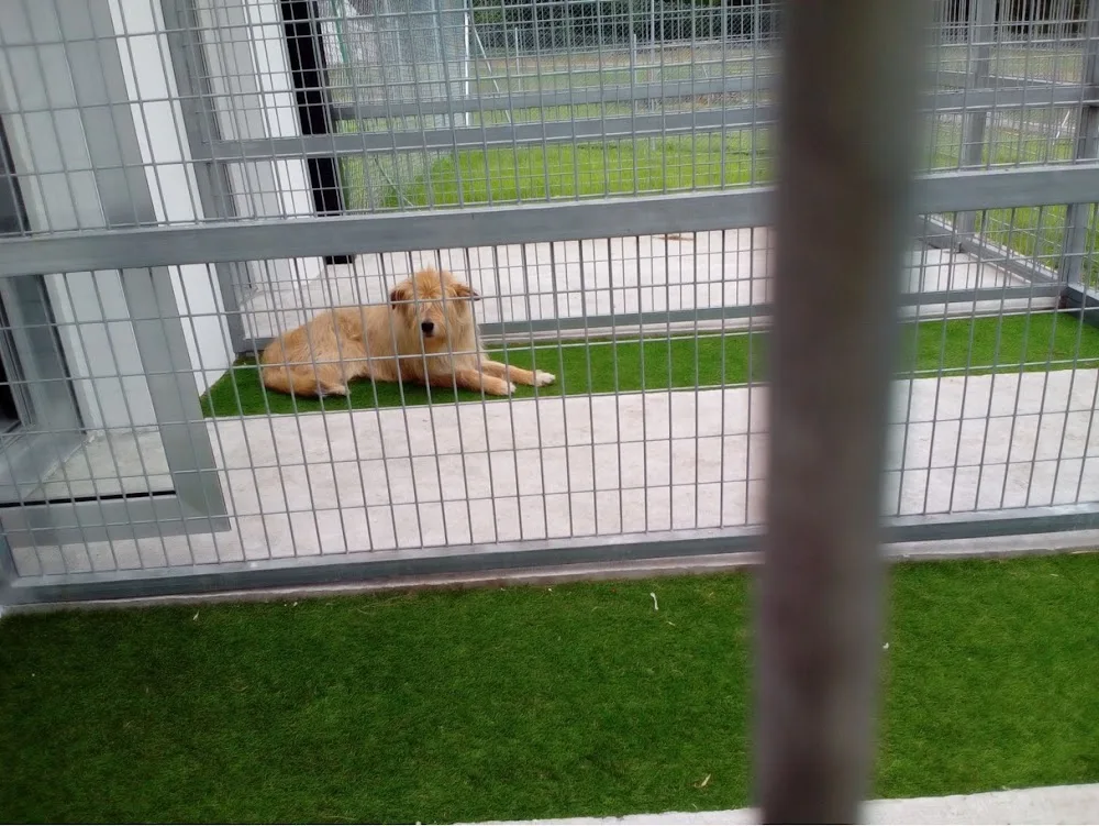 Hotel para animales Lassie - Lugo pet otel görseli 3