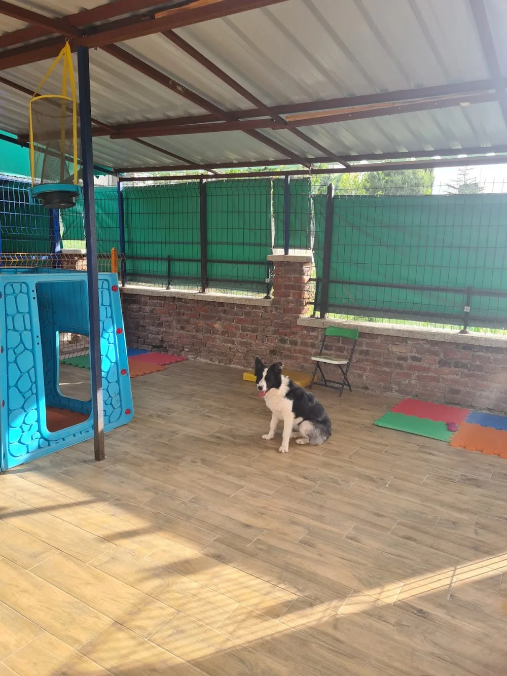 Luna Pet Otel - Ankara pet otel görseli 2