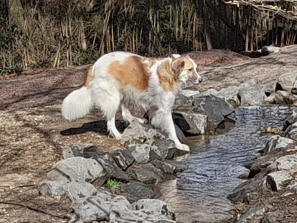 Hundewald Doghausen - Lünen pet otel görseli 3