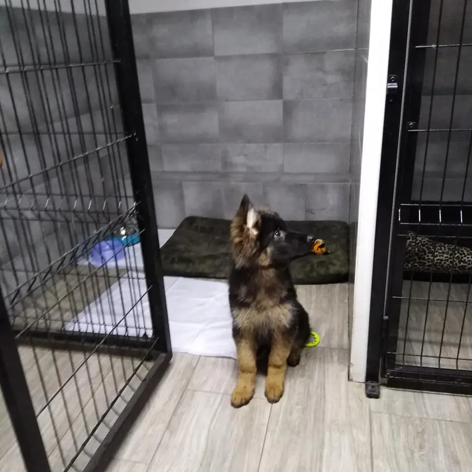 Hotel dla zwierząt Ranczo - Lutynia pet otel görseli 2