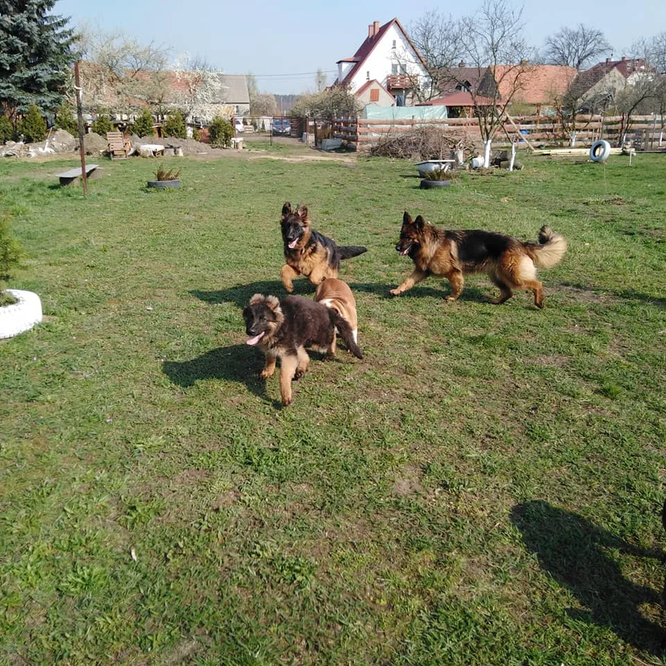 Hotel dla zwierząt Ranczo - Lutynia pet otel görseli 3