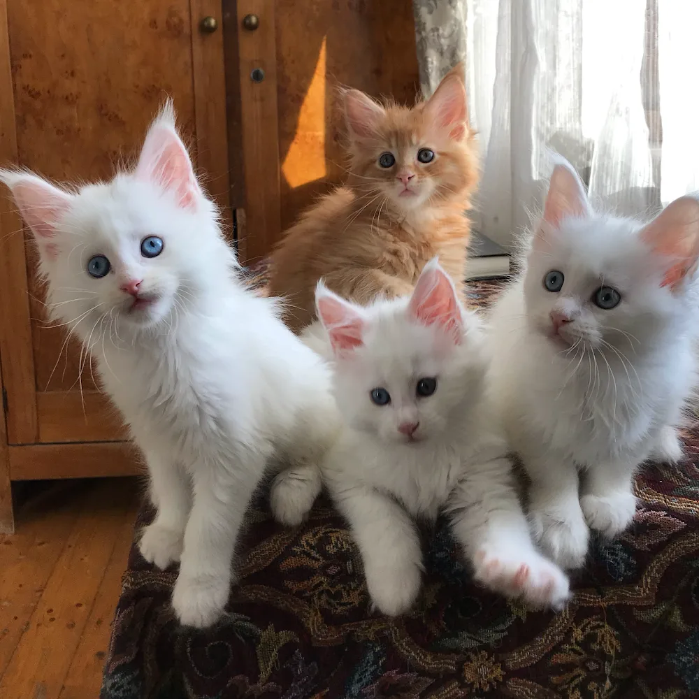 Rafinad cattery MCO - Lvivska pet otel