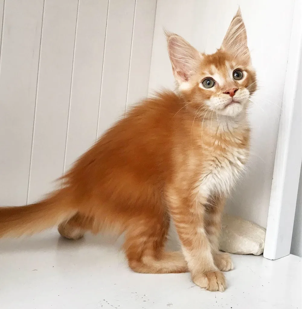 Rafinad cattery MCO - Lvivska pet otel görseli 3