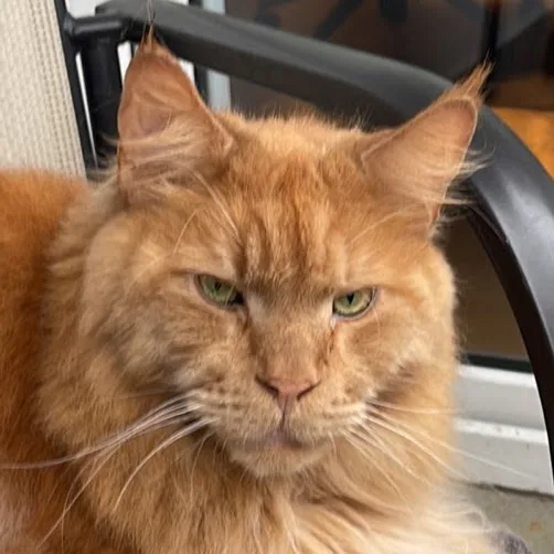 Rafinad cattery MCO - Lvivska pet otel görseli 4