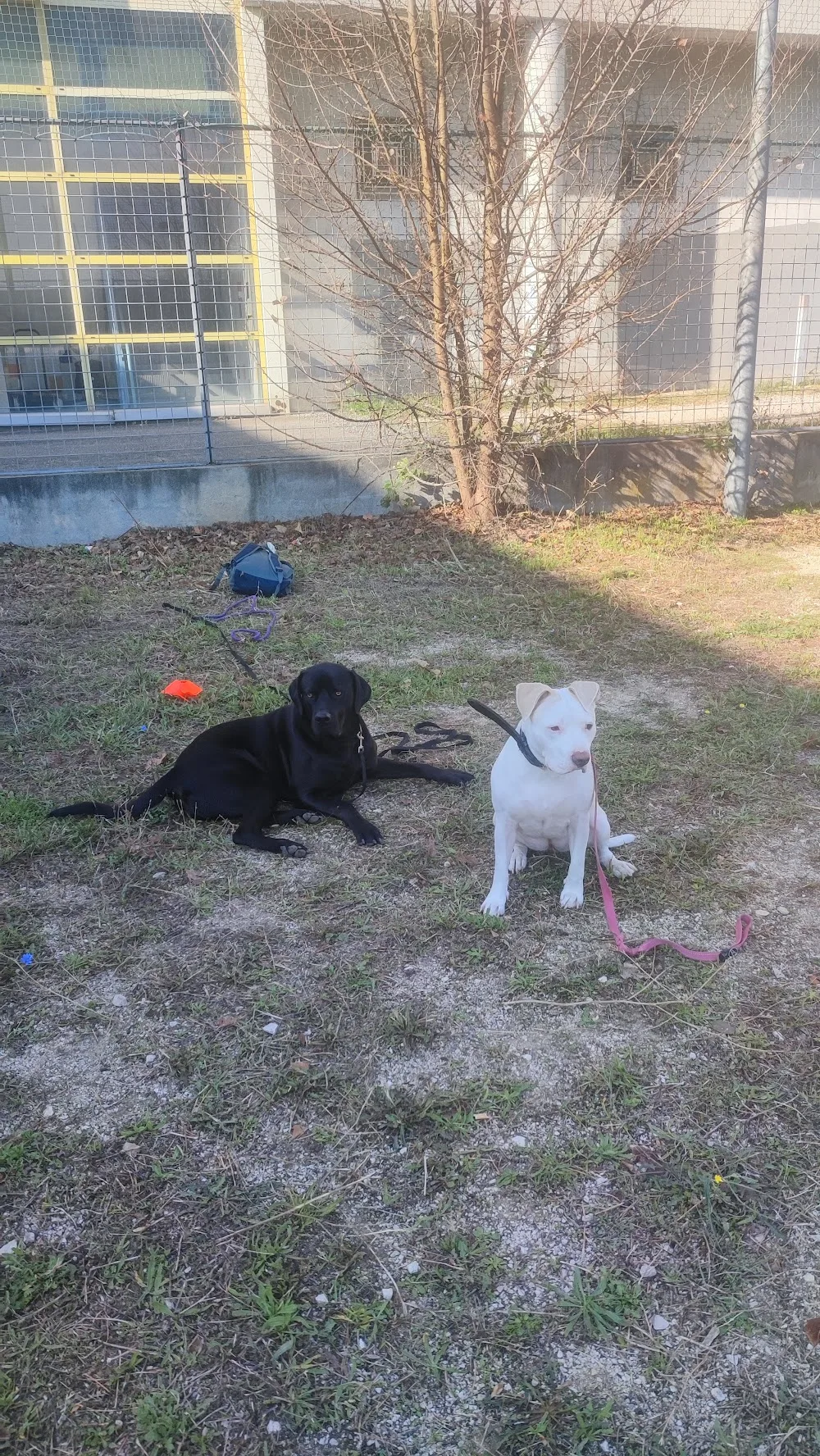 ACE Expertise Canine Lyon - Éducateur canin spécialisé / Comportementaliste - Pension familiale🐕 - Lyon pet otel