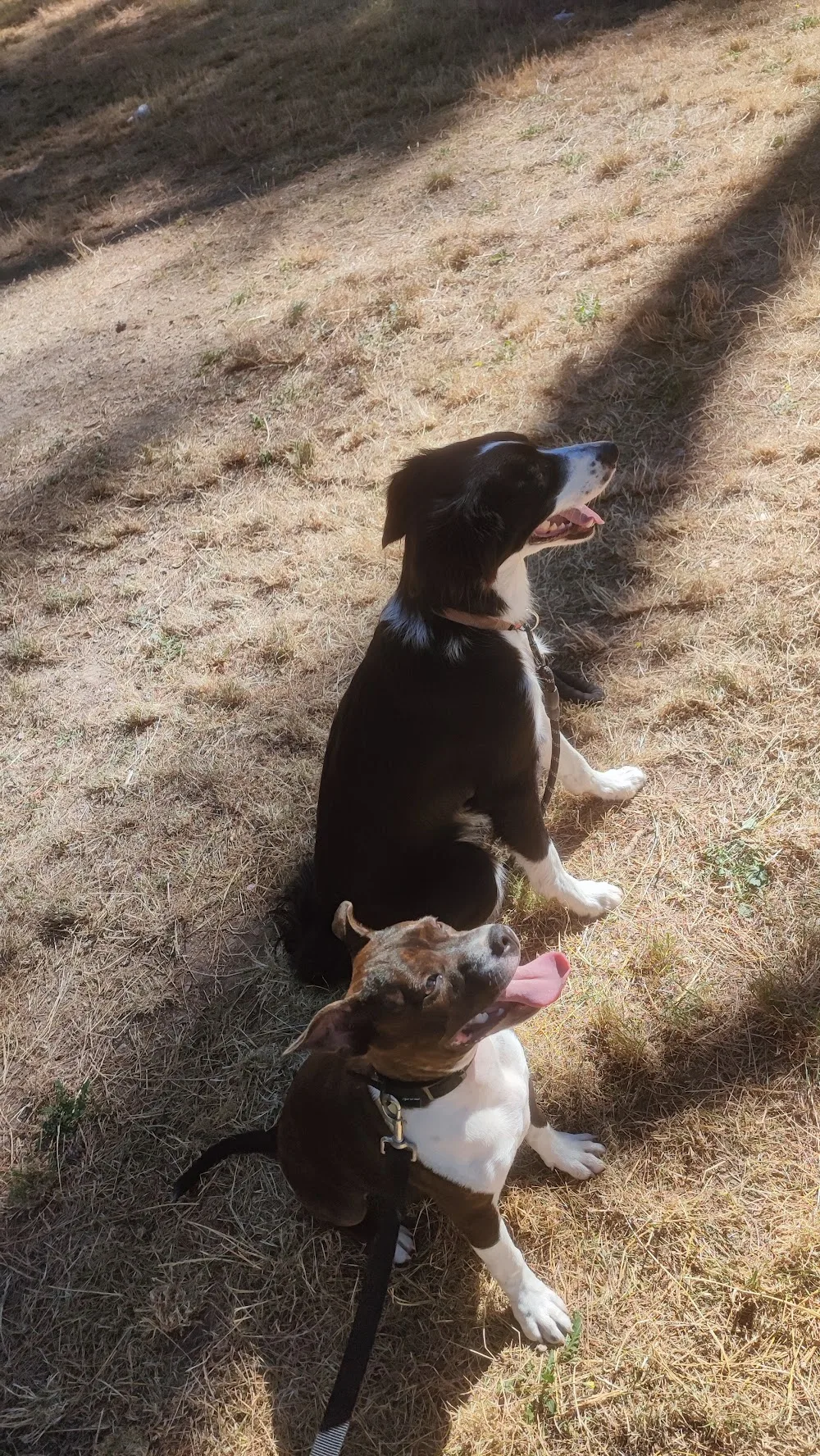 ACE Expertise Canine Lyon - Éducateur canin spécialisé / Comportementaliste - Pension familiale🐕 - Lyon pet otel görseli 3