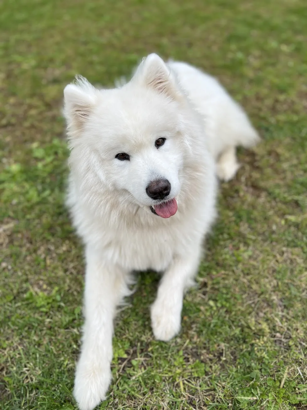 Alex'Gardanimo - Pension canine, visites chats à domicile et promenades chiens - Lyon pet otel