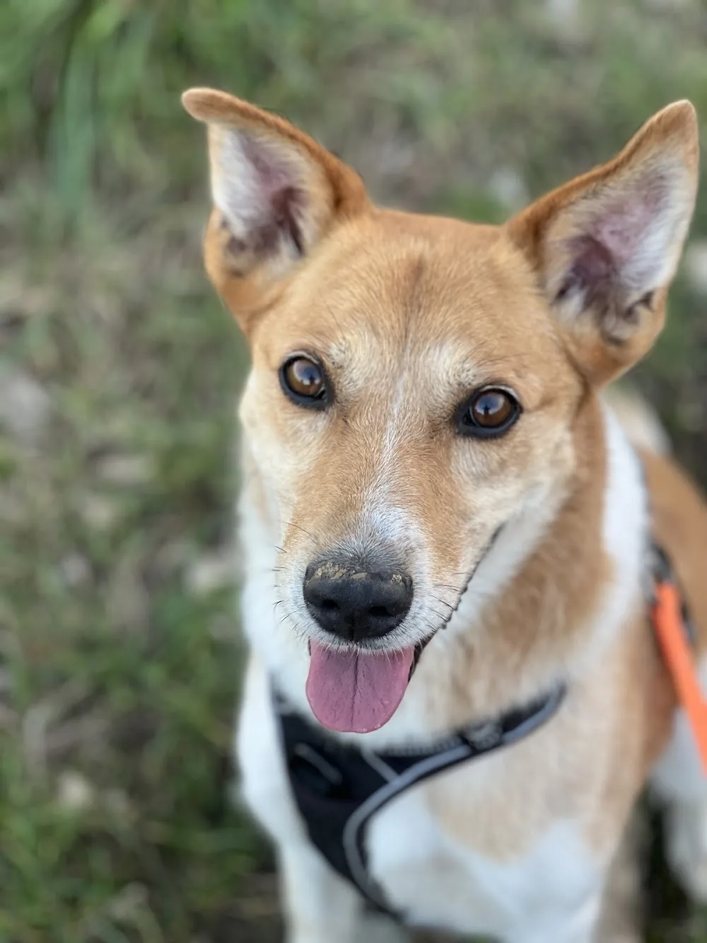 Alex'Gardanimo - Pension canine, visites chats à domicile et promenades chiens - Lyon pet otel görseli 3