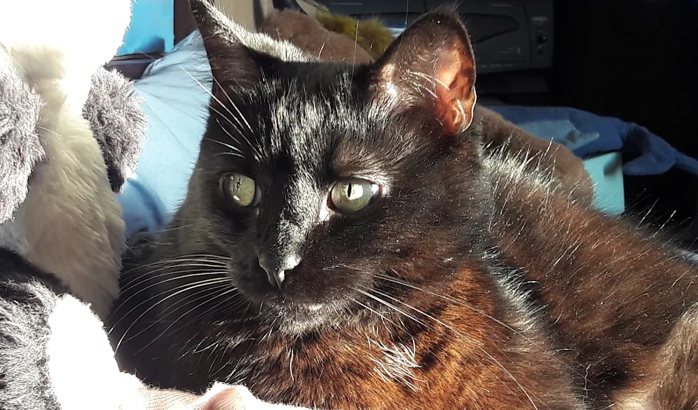 MiaouWawa AL a maison - Anne Laure Le Blanc (EI) - petsitter - Lyon pet otel