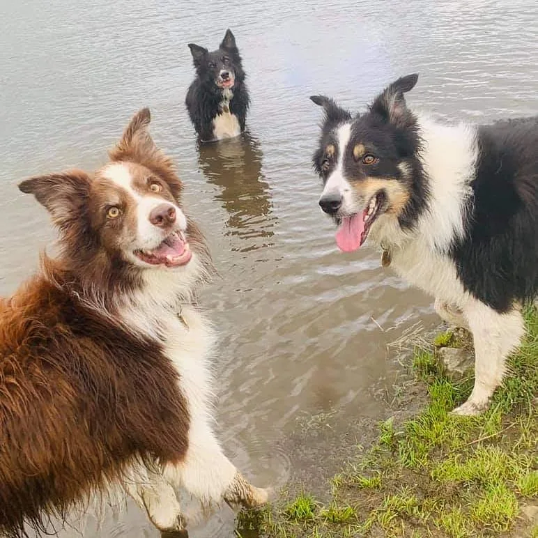 Flatt Farm Boarding Kennels - Lyth, Kendal pet otel