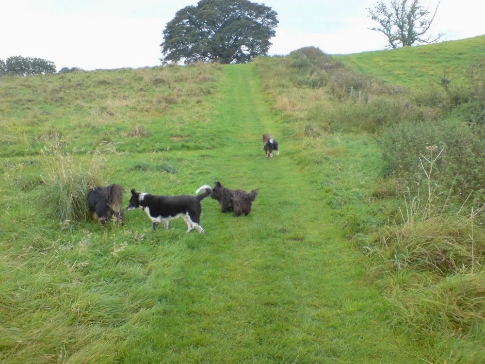 Flatt Farm Boarding Kennels - Lyth, Kendal pet otel görseli 3