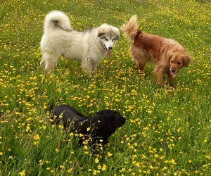 Glaneils Kennels - Lyth, Kendal pet otel görseli 3
