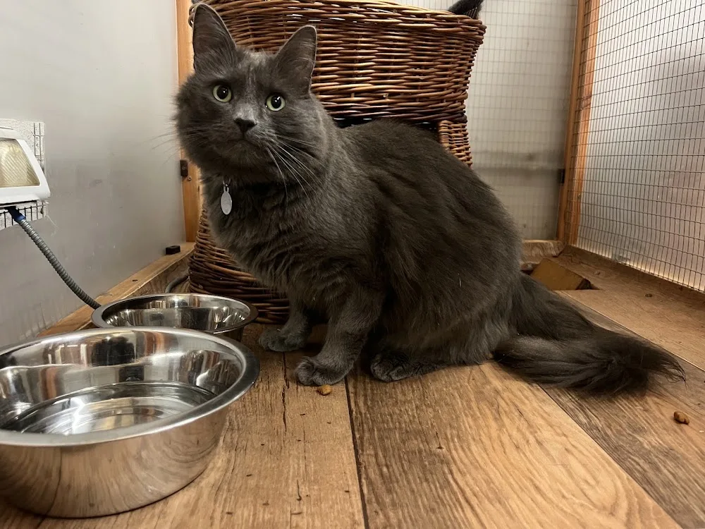 Heathfield Cattery - Lyth, Kendal pet otel görseli 2