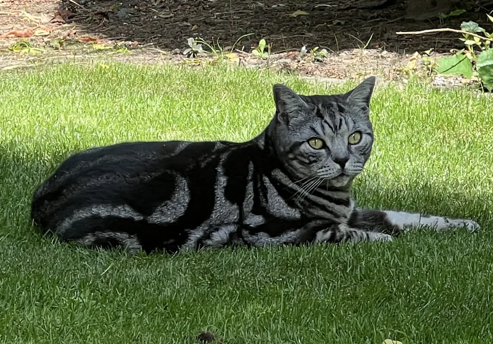 Heathfield Cattery - Lyth, Kendal pet otel görseli 3