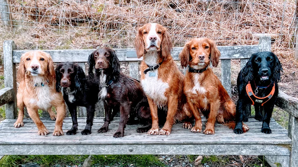 South Lakes Kennels and Day Care - Lyth, Kendal pet otel