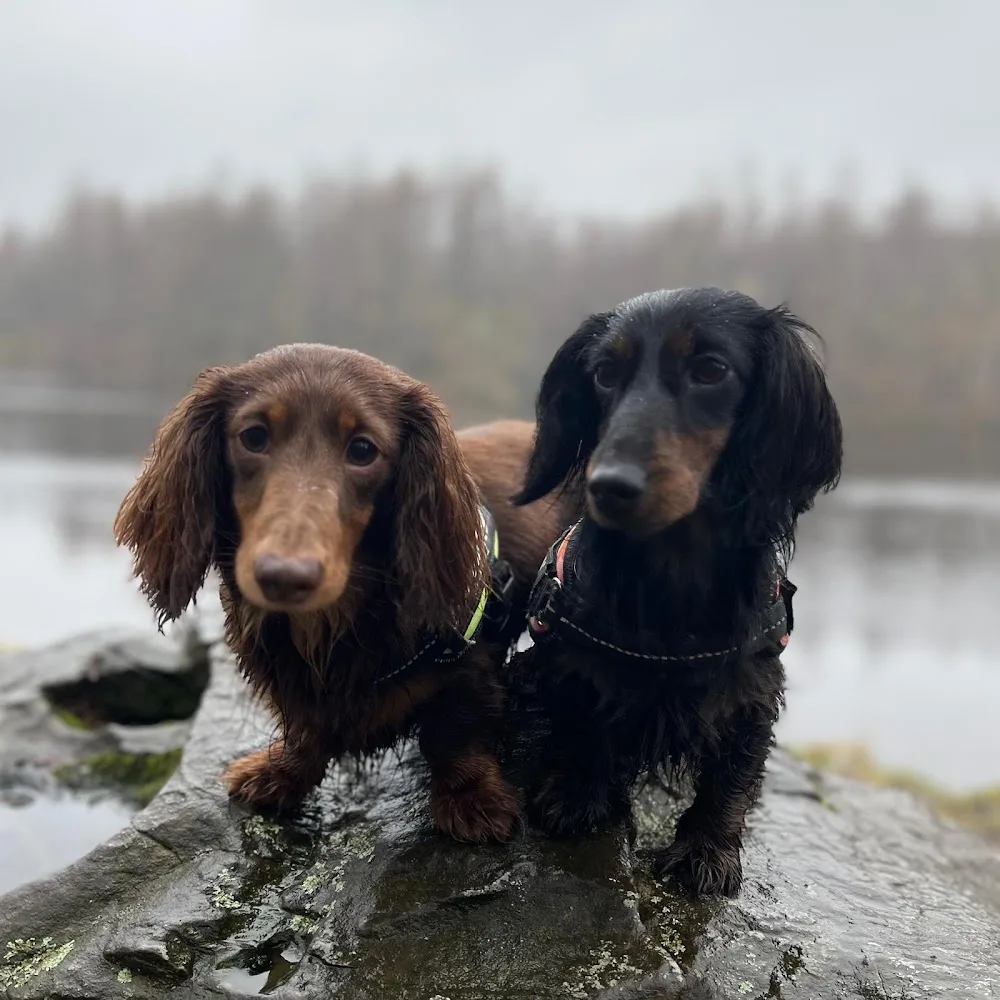 South Lakes Kennels and Day Care - Lyth, Kendal pet otel görseli 3