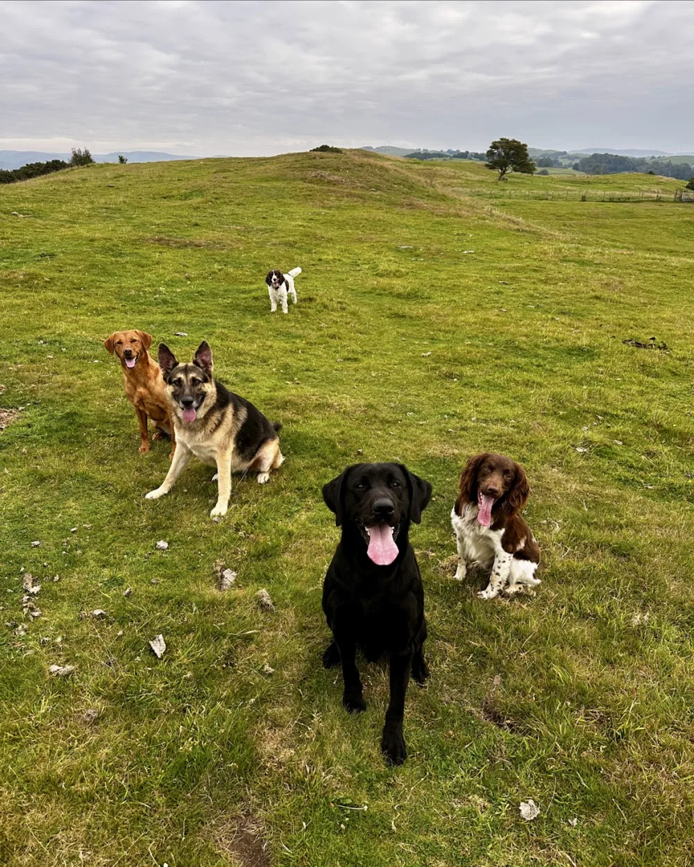 Underhelm Dog Co. - Lyth, Kendal pet otel
