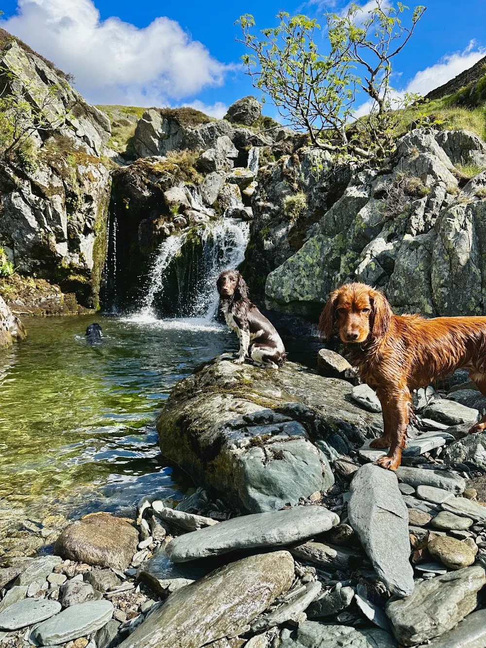 Underhelm Dog Co. - Lyth, Kendal pet otel görseli 3